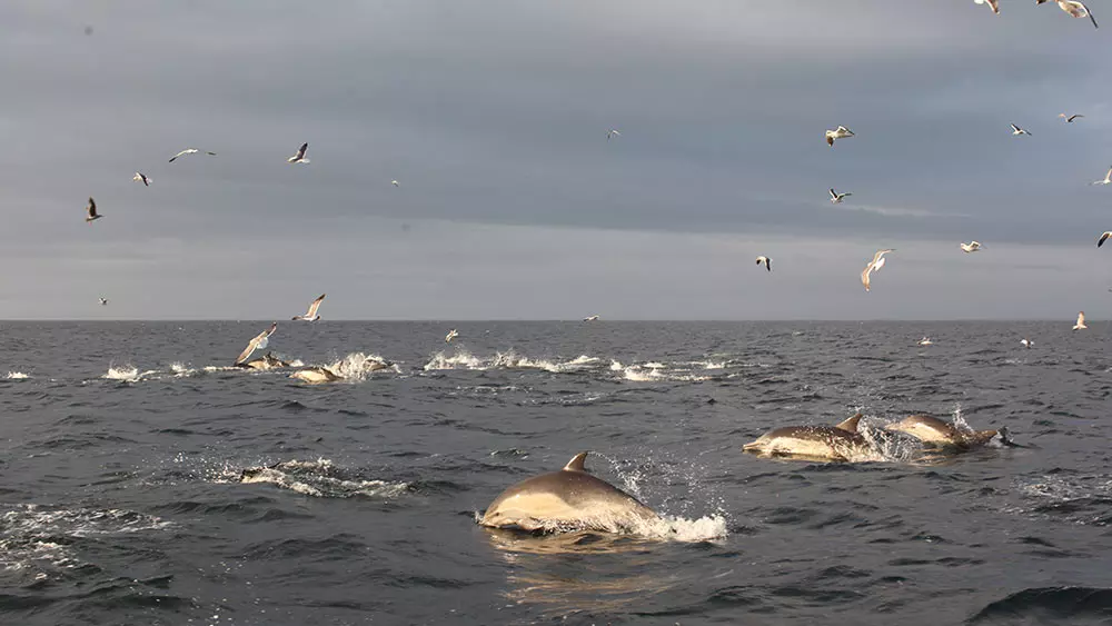 Dolphins swimming in the Monterey Bay