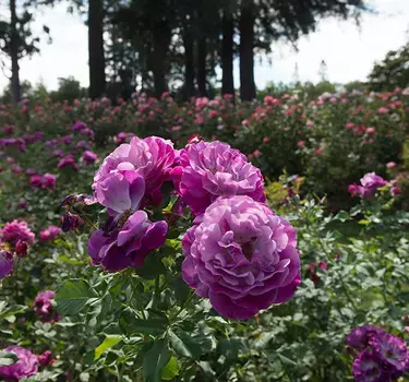 Close up of purple roses and redwood trees inside the stunning Municipal Rose Garden.