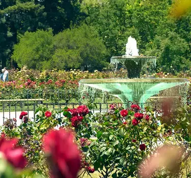 Red roses blooming and surrounding the cascading fountain of the Municipal Rose Garden.