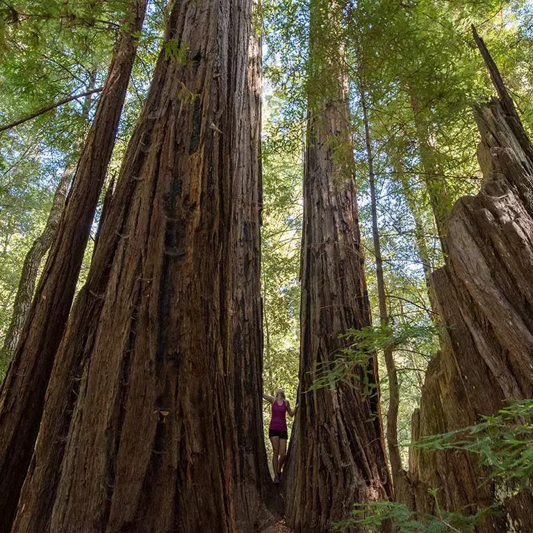 Woman standing between two giant redwoods at Big Basin State Park