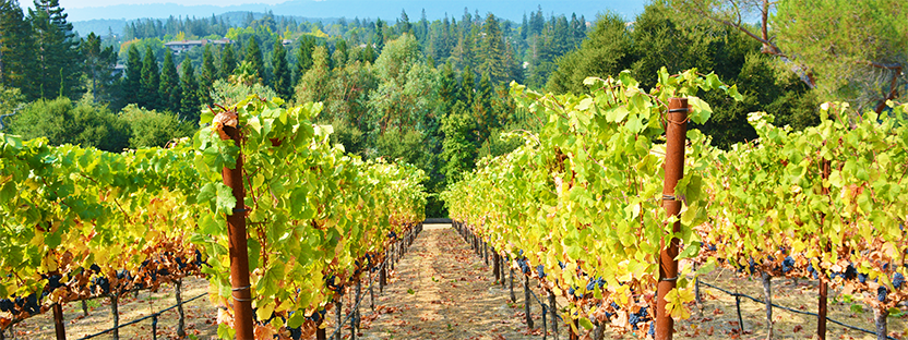 Woodside Vineyards