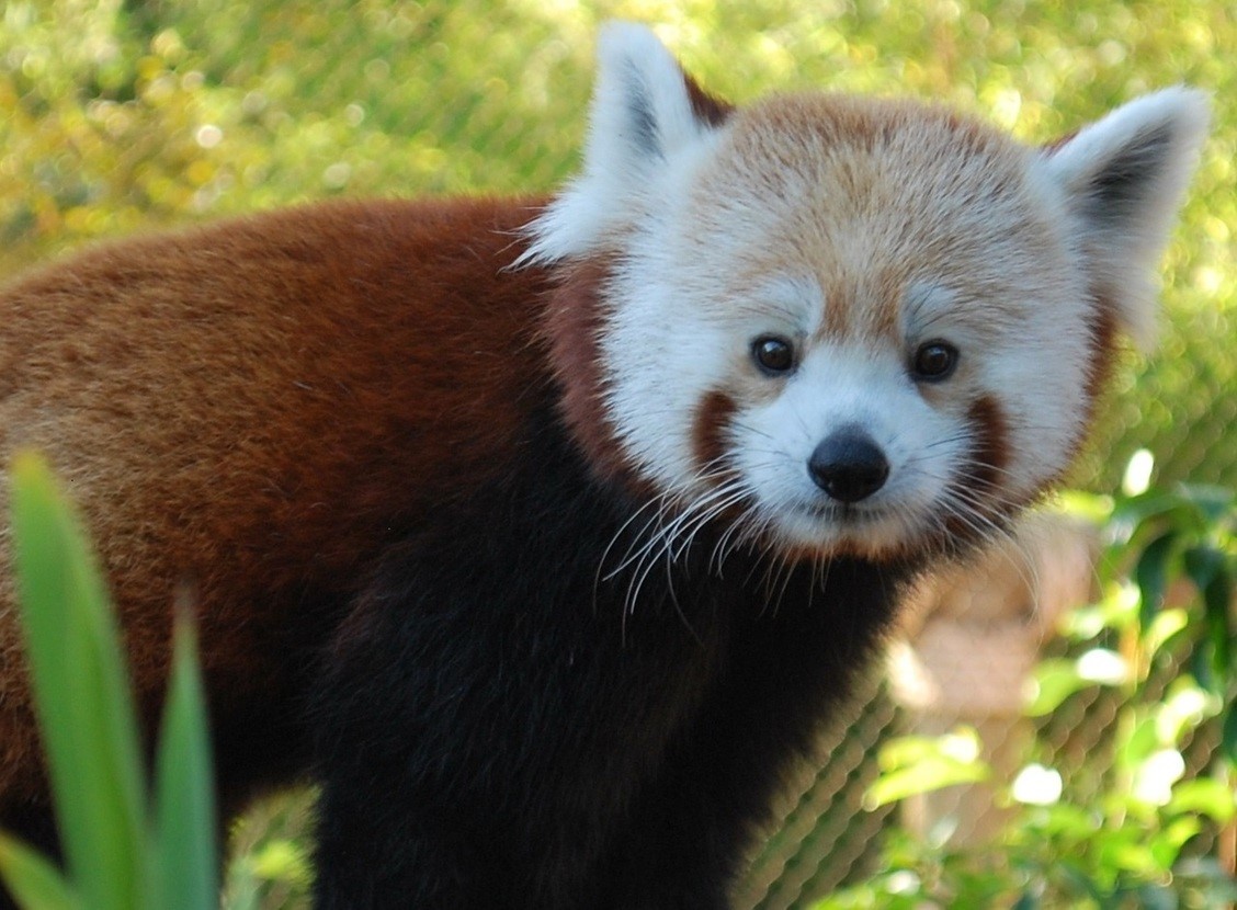 Happy Hollow Park and Zoo | San Jose Happy Hollow Park and Zoo | San Jose