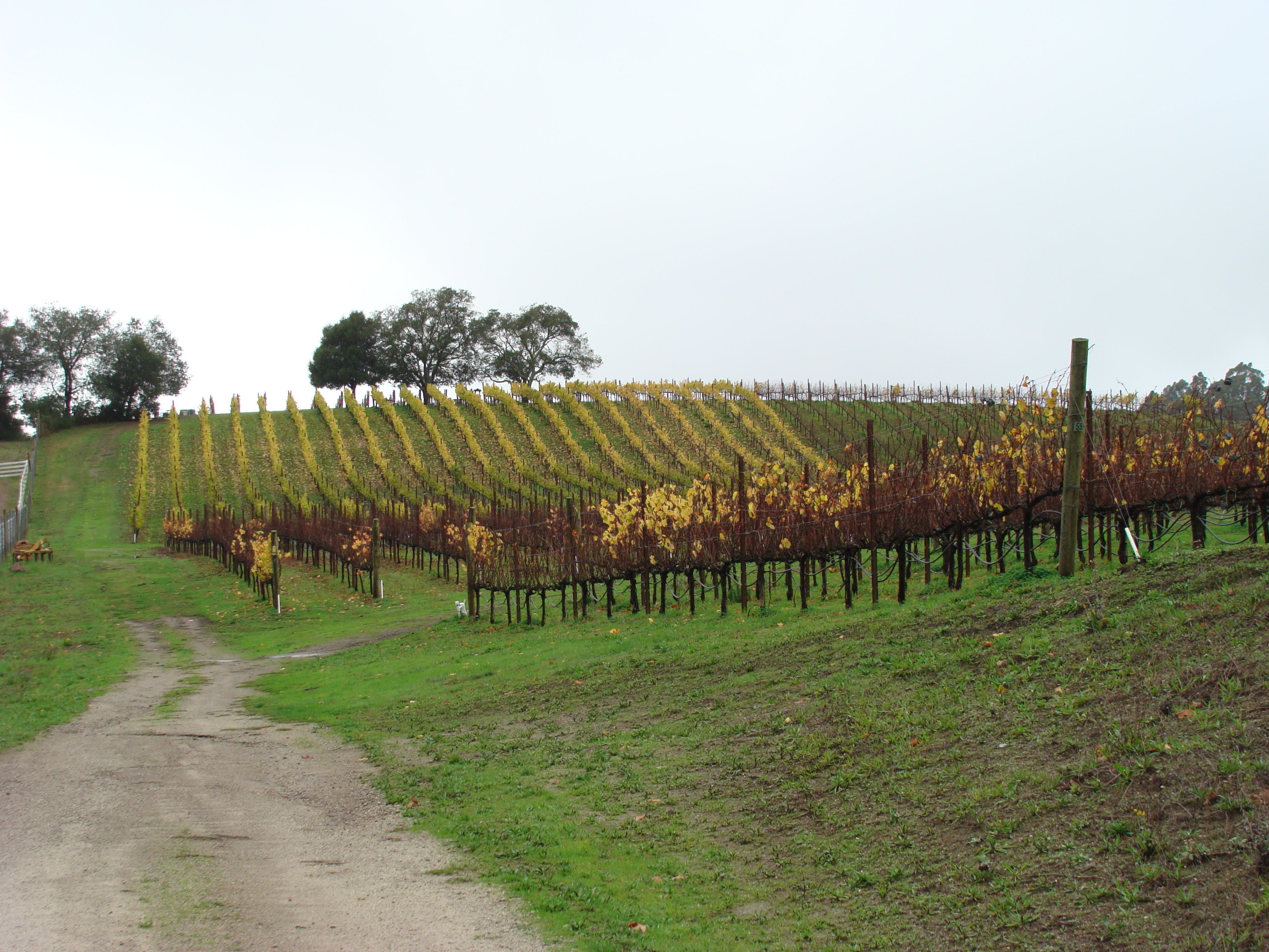 windy-oaks
