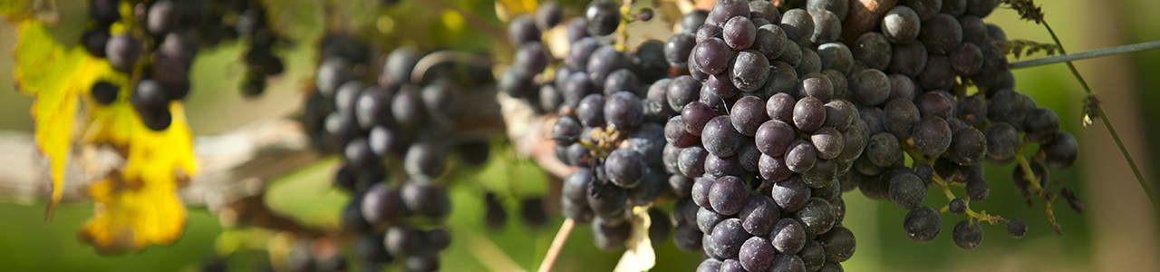 The Season of the Vine