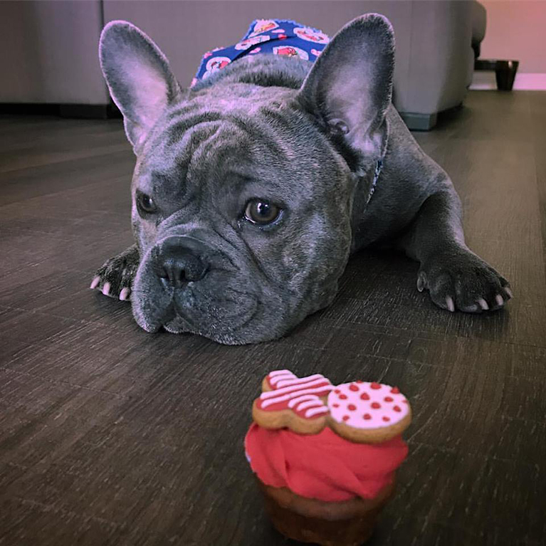 Biscuits Pet Boutique San Jose