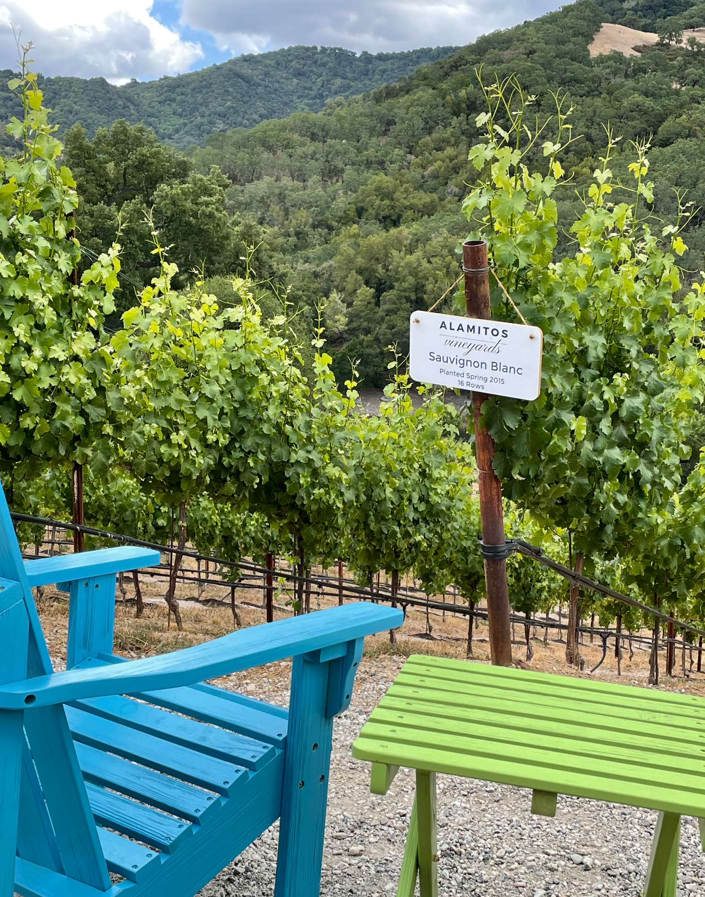 Sauvignon grapes