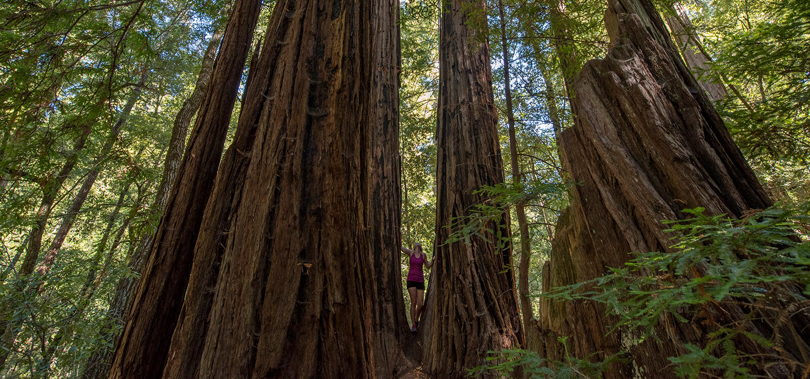 A girl looking up at the massive towering redwood trees at Big Basin State Park
