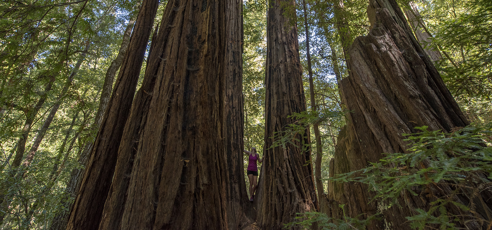 A girl looking up at the massive towering redwood trees at Big Basin State Park