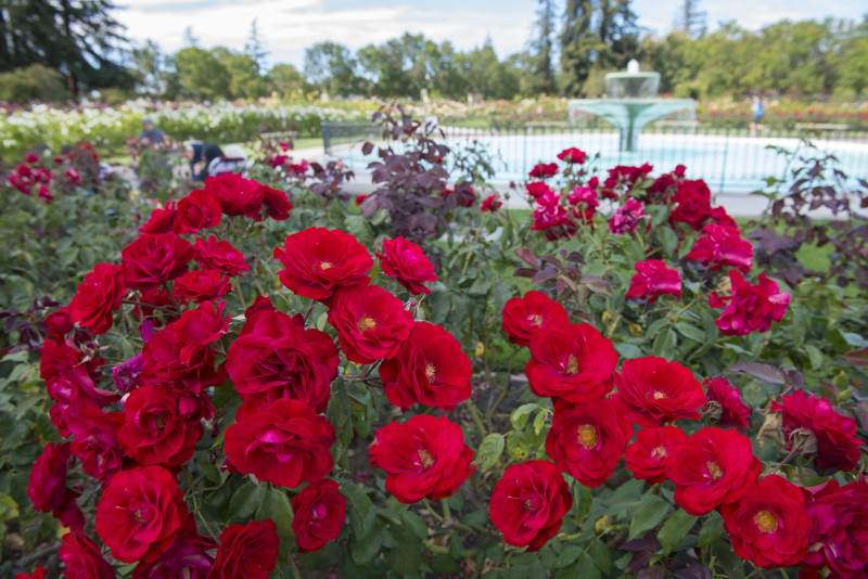 その他 - Rose Garden - Municipal Rose Garden | Visit San Jose