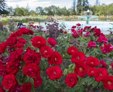 San Jose Municipal Rose Garden