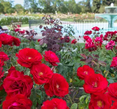 Thousands of roses and hundreds of varietals blooming around the waterfountain in the Municipal Rose Garden