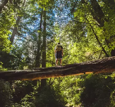 Hiker crossing a log looking up at the massive redwood trees in Big Basin State Park