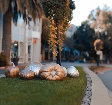 Fall pumpkins Santana Row San Jose