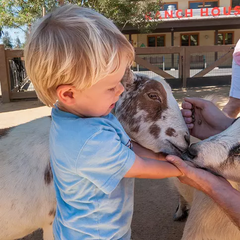 Young boy hand-feeding two goats.