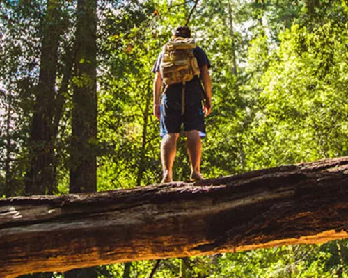 Hiker on a fallen redwood tree stretching over a creek surrounded by massive redwoods in Big Basin