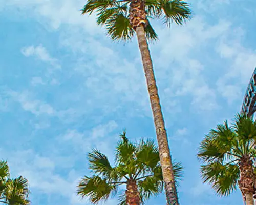 Tall green palm trees and blue sky ar Circle of Palms in Downtown San Jose