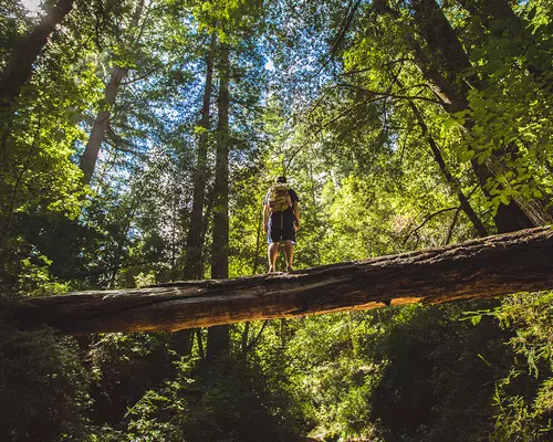 Hiker crossing a log looking up at the massive redwood trees in Big Basin State Park
