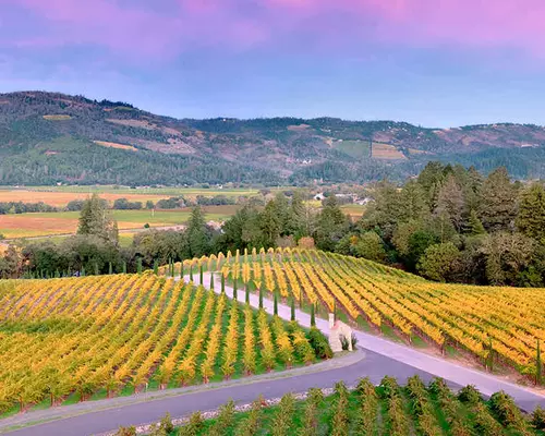 Napa Valley fields 