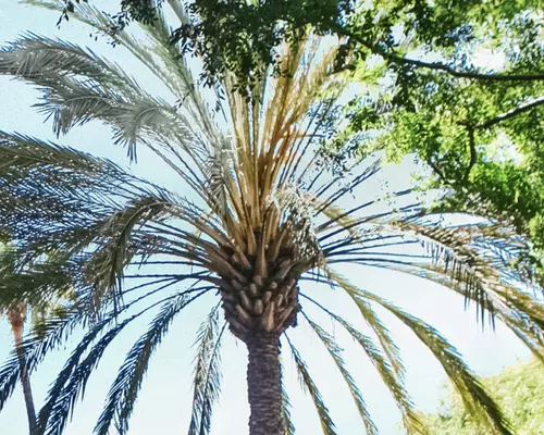 Palm tree at Santana Row in San Jose