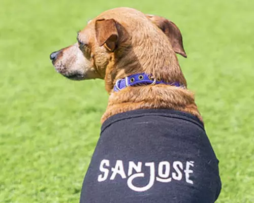 Two dogs wearing their San Jose shirts