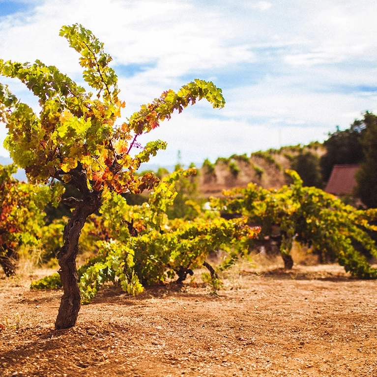 Grapevines line the rolling hills high above Silicon Valley at Ridge Vineyards