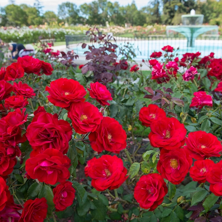 Rose Bush at San Jose Municipal Rose Garden