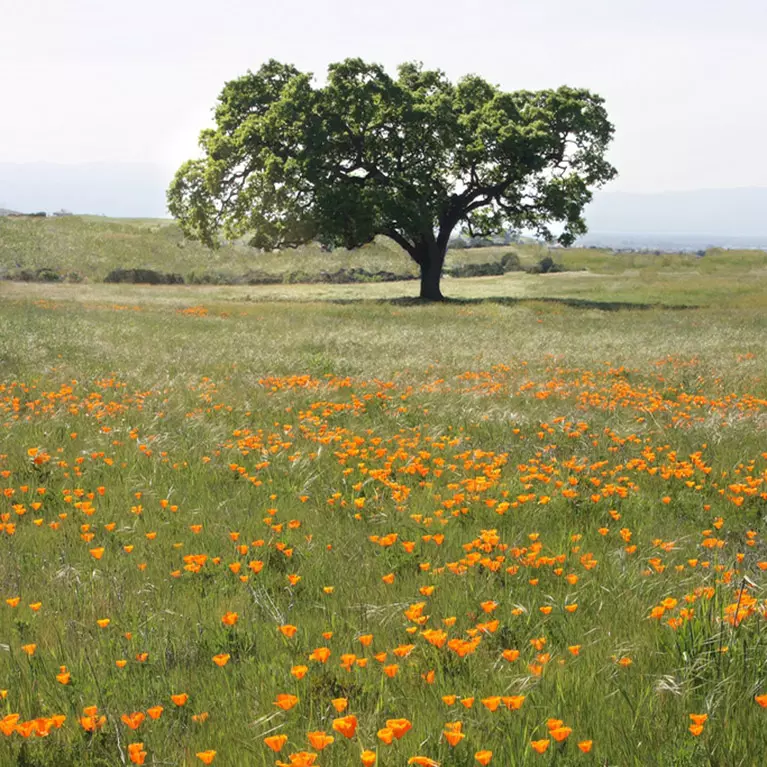 Montgomery Hill Park