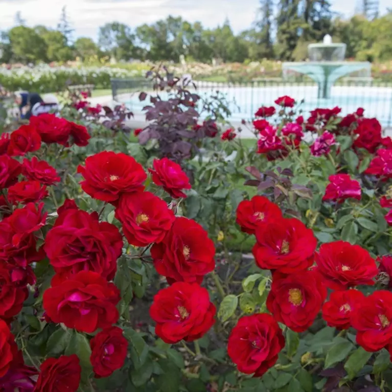 Rose Garden, San Jose, Neighborhoods