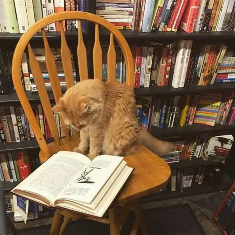 Bob Newhart Cat reading a book at the Recycle Bookstore