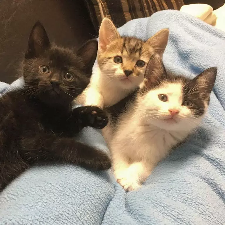 Kittens at Mini Cat Town