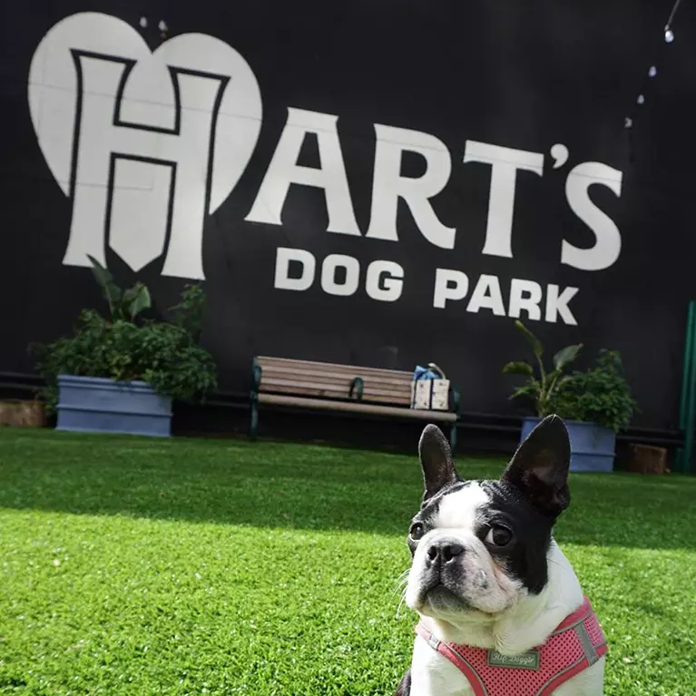 Hart's Dog Park in Downtown San Jose