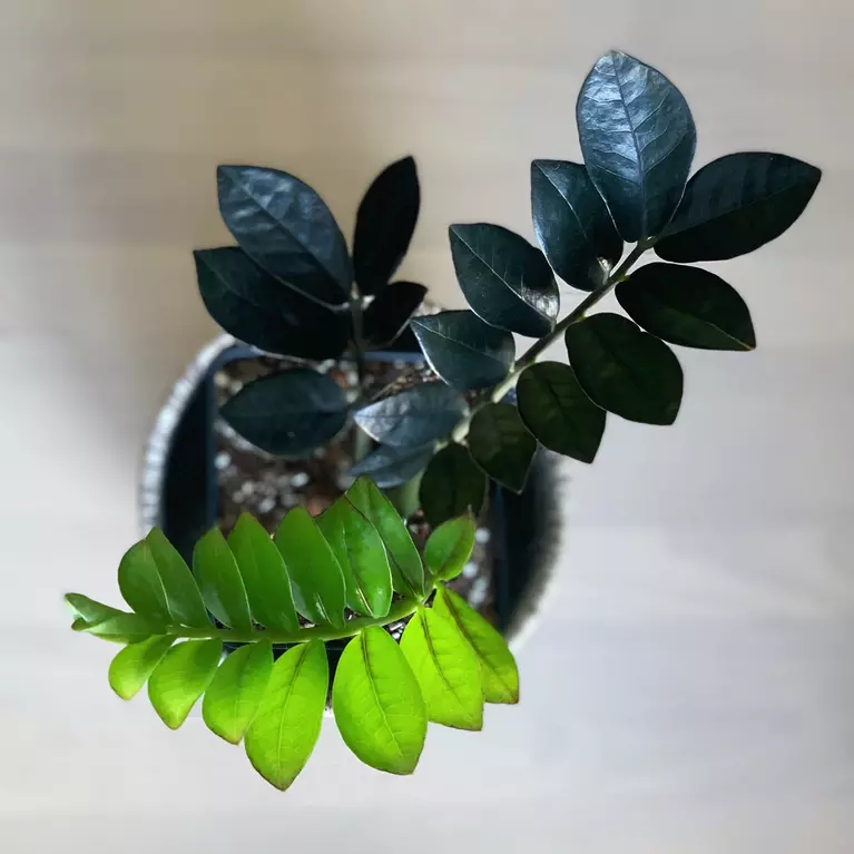 black and green raven zz plant