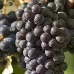 The Season of the Vine