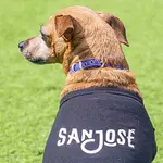 Two dogs wearing their San Jose shirts